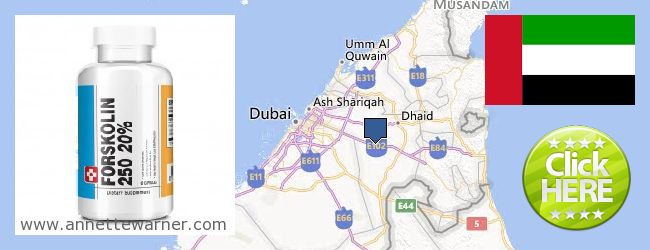 Where to Purchase Forskolin Extract online Ash-Shāriqah [Sharjah], United Arab Emirates